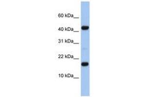 Image no. 1 for anti-Chromosome 5 Open Reading Frame 64 (C5ORF64) (N-Term) antibody (ABIN6741369) (C5ORF64 antibody  (N-Term))
