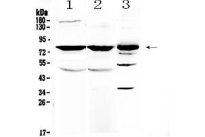 NSF antibody  (AA 620-744)