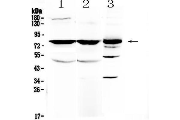 NSF antibody  (AA 620-744)