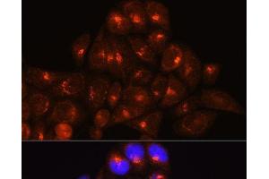 Immunofluorescence analysis of HeLa cells using GOLGA4 Polyclonal Antibody at dilution of 1:100 (40x lens). (GOLGA4 antibody)