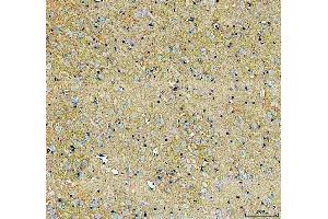 IHC analysis of SLC6A1 using anti-SLC6A1 antibody (ABIN5518957). (SLC6A1 antibody  (N-Term))