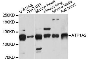Western blot analysis of extracts of various cell lines, using ATP1A2 antibody. (ATP1A2 antibody)