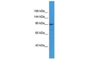 WB Suggested Anti-CD22 Antibody Titration: 0. (CD22 antibody  (N-Term))