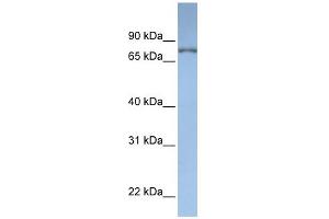 DPP3 antibody used at 1 ug/ml to detect target protein. (DPP3 antibody  (N-Term))
