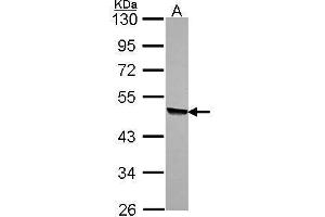 WB Image Sample (30 ug of whole cell lysate) A: A549 10% SDS PAGE antibody diluted at 1:1000 (KYNU antibody)