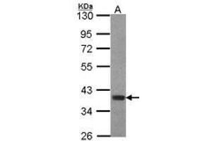 Image no. 1 for anti-Forkhead Box B1 (FOXB1) (AA 313-325) antibody (ABIN467476) (FOXB1 antibody  (AA 313-325))