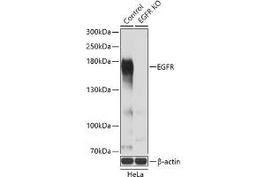 Western blot analysis of extracts from normal (control) and EGFR knockout (KO) HeLa cells using EGFR Polyclonal Antibody at dilution of 1:3000. (EGFR antibody)