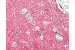 Anti-GNAI3 antibody IHC staining of human brain, cortex. (GNAI3 antibody  (AA 181-230))