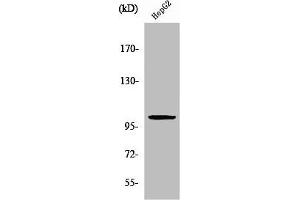 Western Blot analysis of HepG2 cells using ZZZ3 Polyclonal Antibody (ZZZ3 antibody  (Internal Region))