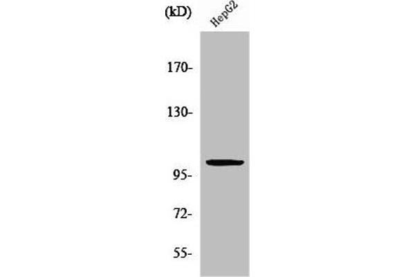 ZZZ3 antibody  (Internal Region)