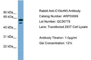 WB Suggested Anti-C19orf45  Antibody Titration: 0.