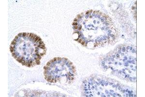 Image no. 1 for anti-General Transcription Factor IIB (GTF2B) (AA 129-178) antibody (ABIN202224) (GTF2B antibody  (AA 129-178))