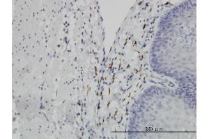 Immunoperoxidase of monoclonal antibody to LEPRE1 on formalin-fixed paraffin-embedded human esophagus. (LEPRE1 antibody  (AA 1-100))
