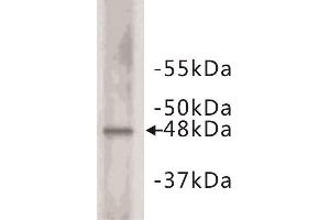 Western Blotting (WB) image for anti-Cyclin E2 (CCNE2) (C-Term) antibody (ABIN1854874) (Cyclin E2 antibody  (C-Term))