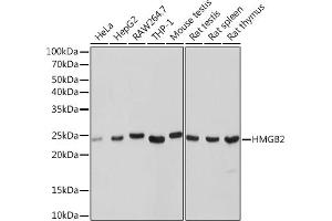 HMGB2 antibody