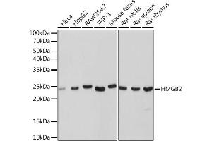 Western blot analysis of extracts of various cell lines, using HMGB2 Rabbit mAb (ABIN7267649) at 1:1000 dilution. (HMGB2 antibody)