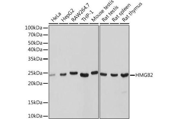 HMGB2 antibody