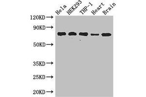 Western Blot Positive WB detected in: Hela whole cell lysate, HEK293 whole cell lysate, THP-1 whole cell lysate, Mouse heart tissue, Mouse brain tissue All lanes: FAF1 antibody at 2. (FAF1 antibody  (AA 490-629))