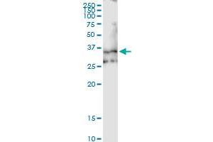 Immunoprecipitation of EMILIN1 transfected lysate using anti-EMILIN1 MaxPab rabbit polyclonal antibody and Protein A Magnetic Bead , and immunoblotted with EMILIN1 MaxPab mouse polyclonal antibody (B01) .