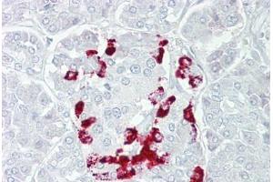 Anti-SSTR1 antibody IHC staining of human pancreas. (SSTR1 antibody  (AA 251-300))