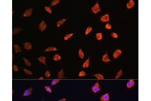 Immunofluorescence analysis of L929 cells using ART1 Polyclonal Antibody at dilution of 1:100. (ART1 antibody)