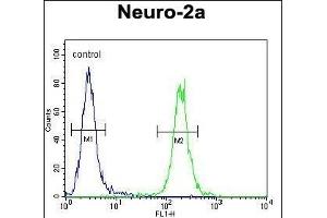 SCARF2 Antibody (C-term) (ABIN654499 and ABIN2844230) flow cytometric analysis of Neuro-2a cells (right histogram) compared to a negative control cell (left histogram). (SCARF2 antibody  (C-Term))