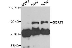 Western blot analysis of extracts of various cell lines, using SORT1 antibody. (Sortilin 1 antibody  (AA 520-760))