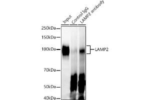Immunoprecipitation analysis of 300 μg extracts of A-549 cells using 3 μg L antibody . (LAMP2 antibody)