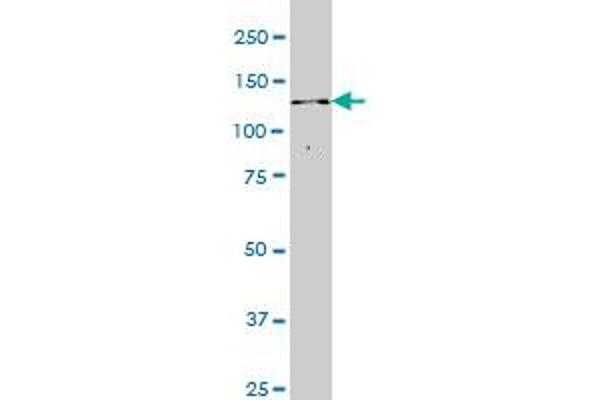 ITPKB antibody  (AA 545-643)