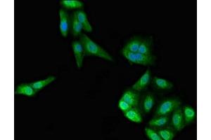 Immunofluorescence (IF) image for anti-Interferon-Induced Protein with Tetratricopeptide Repeats 2 (IFIT2) (AA 130-265) antibody (ABIN7156667)