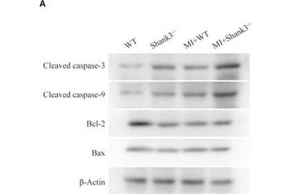 Caspase 9 抗体  (AA 1-98)