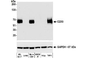 Western Blotting (WB) image for anti-CD33 (CD33) (AA 314-364) antibody (ABIN7453876)