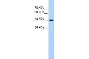 Western Blotting (WB) image for anti-Keratin 17 (KRT17) antibody (ABIN2462465) (KRT17 antibody)