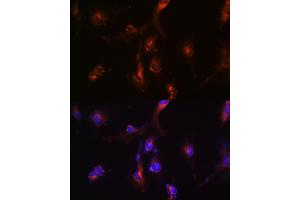 Immunofluorescence (IF) image for anti-NFS1, Cysteine Desulfurase (NFS1) (AA 208-457) antibody (ABIN6144595)