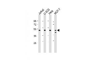 All lanes : Anti-PSMC2 at 1:2000 dilution Lane 1: Jurkat whole cell lysate Lane 2: U-2OS whole cell lysate Lane 3: Hela whole cell lysate Lane 4: MCF-7 whole cell lysate Lysates/proteins at 20 μg per lane. (PSMC2 antibody)