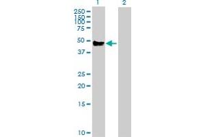 Western Blot analysis of CD14 expression in transfected 293T cell line by CD14 MaxPab polyclonal antibody. (CD14 antibody  (AA 1-375))