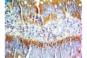 Rat intestine tissue was stained by Rabbit Anti-PYY (3-36) (Human) Serum (Peptide YY antibody  (AA 3-36))