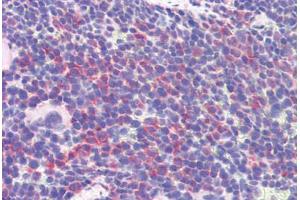 Mouse spleen: Formalin-Fixed, Paraffin-Embedded (FFPE) (IDO1 antibody  (AA 129-141))