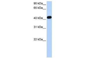 CKMT2 antibody used at 1 ug/ml to detect target protein.