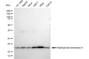 Western blotting analysis using Peptidylprolyl isomerase B antibody (ABIN7798230). (Recombinant PPIB antibody)