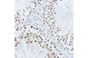 Immunohistochemistry of paraffin-embedded mouse testis using SRRM1 Rabbit pAb (ABIN6133184, ABIN6148463, ABIN6148464 and ABIN6221692) at dilution of 1:450 (40x lens). (SRRM1 antibody  (AA 1-160))