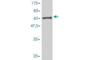 Western Blot detection against Immunogen (82.