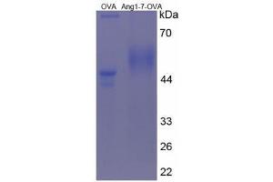 Image no. 2 for Angiotensin 1-7 (AA 34-40) peptide (Ovalbumin) (ABIN5666077) (Angiotensin 1-7 (AA 34-40) peptide (Ovalbumin))