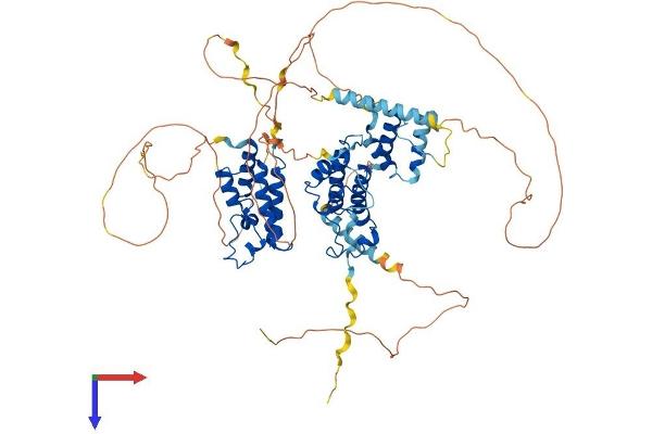 BRD3 Protein (AA 1-726) (His tag)