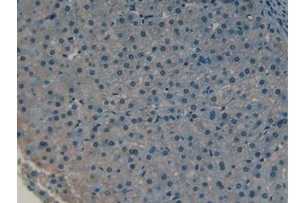 COLEC10 antibody  (AA 34-277)