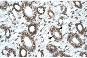 Human kidney; KIF25 antibody - C-terminal region in Human kidney cells using Immunohistochemistry (KIF25 antibody  (C-Term))