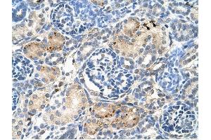 EDG8 antibody was used for immunohistochemistry at a concentration of 4-8 ug/ml to stain Epithelial cells of renal tubule (arrows) in Human Kidney.