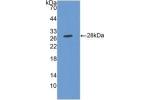 Detection of Recombinant MMP14, Human using Polyclonal Antibody to Matrix Metalloproteinase 14 (MMP14) (MMP14 antibody  (AA 112-321))