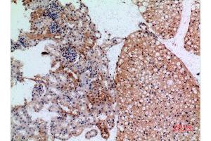 Immunohistochemistry (IHC) analysis of paraffin-embedded Mouse Kidney, antibody was diluted at 1:100. (JAG1 antibody  (Internal Region))