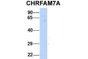Host:  Rabbit  Target Name:  CHRFAM7A  Sample Type:  Human Fetal Muscle  Antibody Dilution:  1. (CHRFAM7A antibody  (Middle Region))